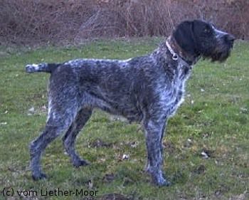 Suchensieger;BIS Ondra vom Liether-Moor