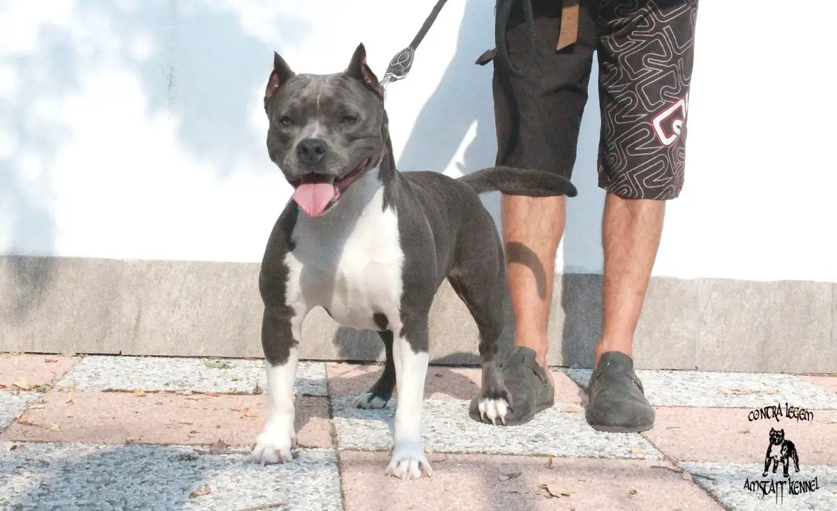 Contra Legem Blueberry