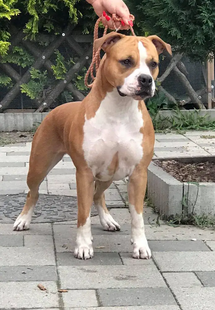 White -amStaff Independent Lady