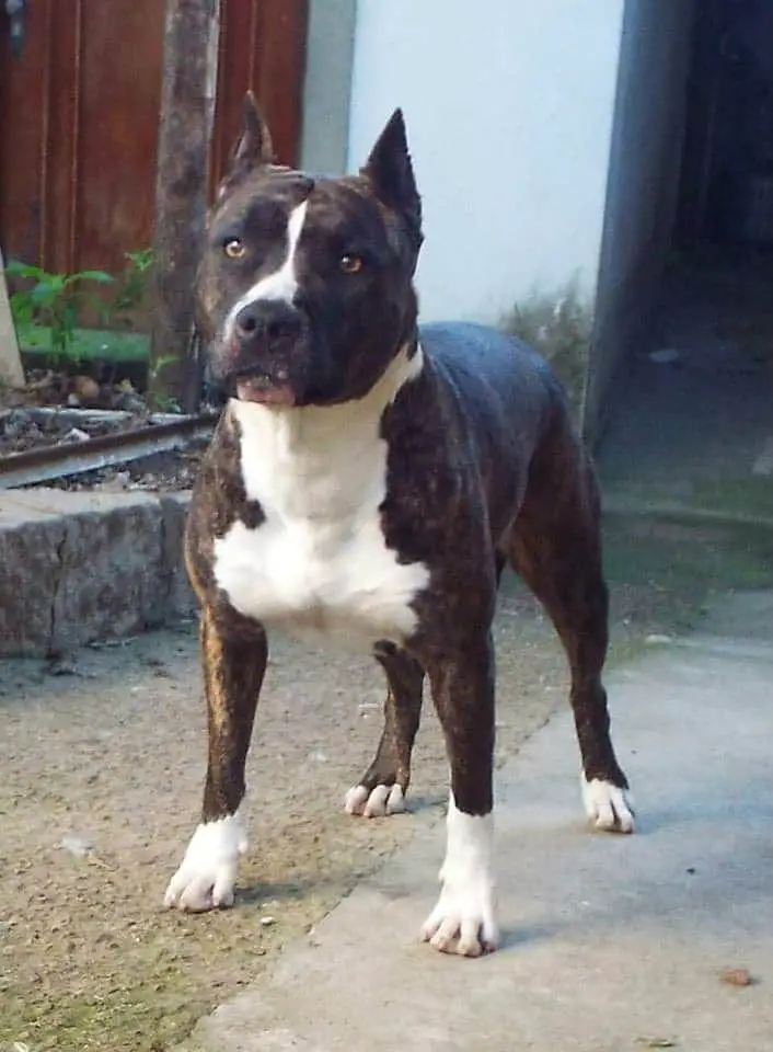 GADELHA'S MAYBELLENE OF DREYMAR'S