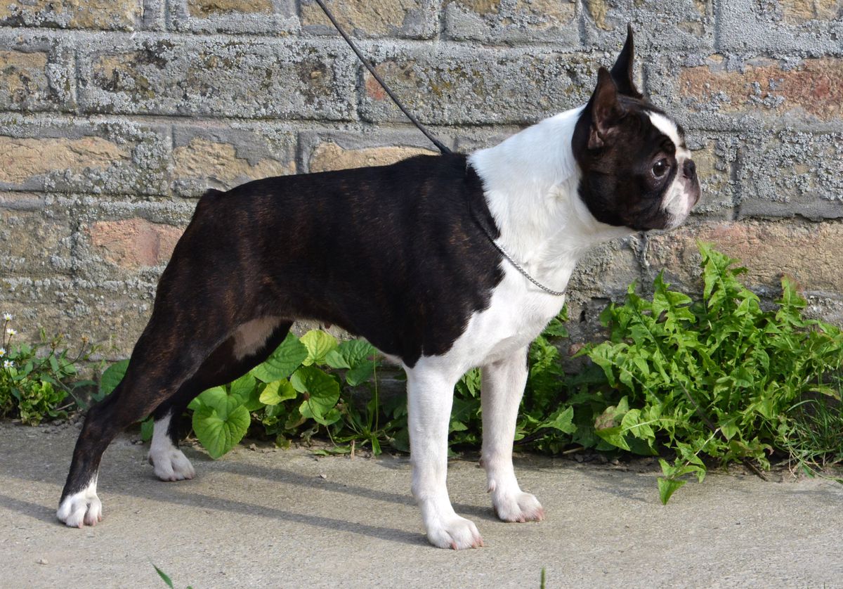 Atlantisz Lovely Lullaby