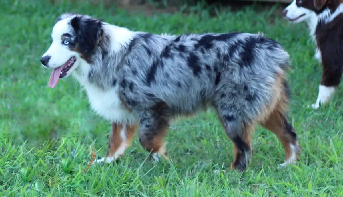 Brayken's Blake kom Skaikru