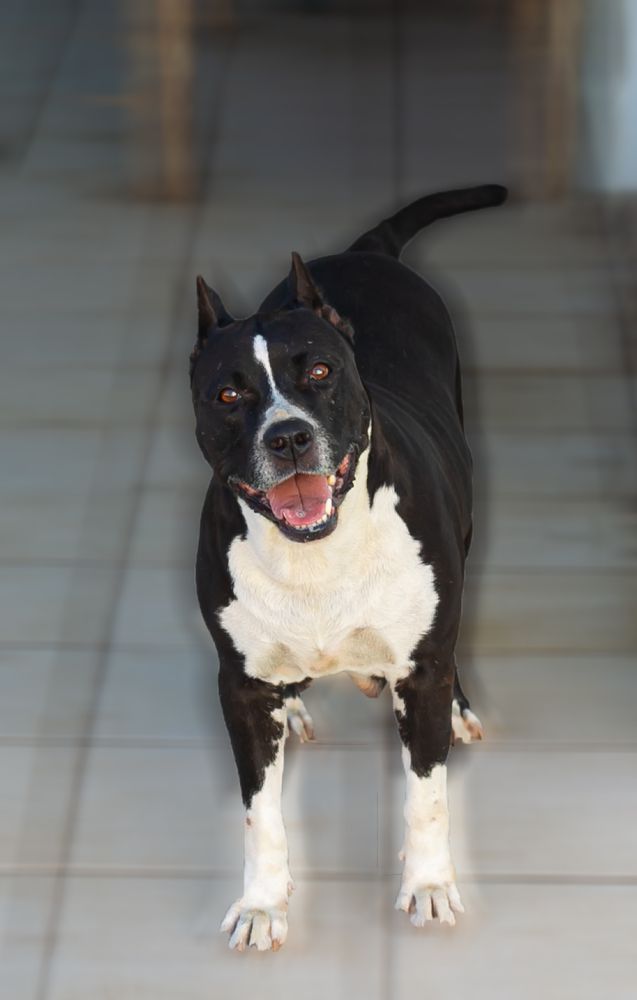 Kitara ribeirão da ilha