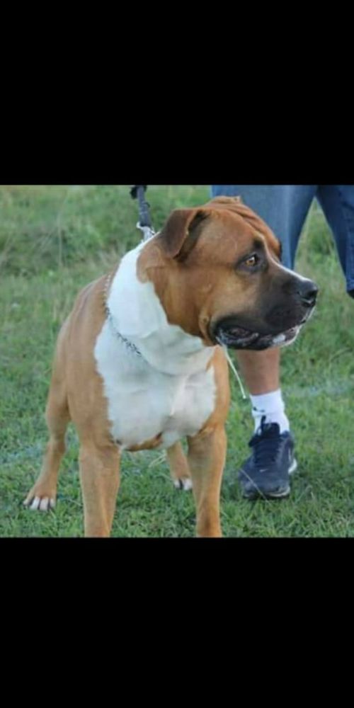 Macho strong fortress dog's