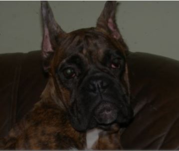 Orgona v.d. Sonnen Aufgang