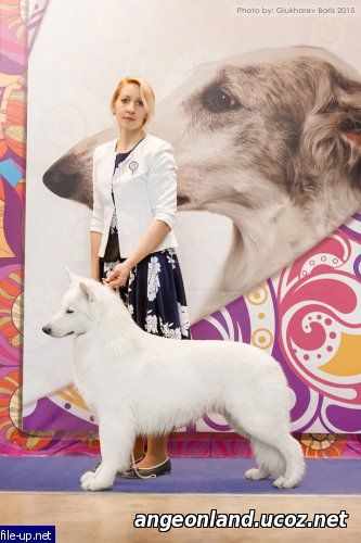 Ch RUS, RKF,GRAND,EURASIA,IZR,CZ,UA,JCW Big Haus Bulat Dlya Snezhiy Zver