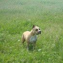 Vikont Vladei Vostokom Raketa