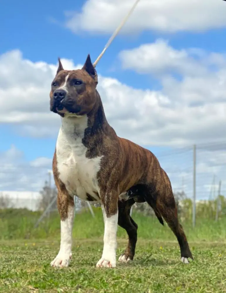 Elegante del Jinko's Salentino