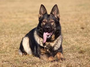 Bombay Sapphire Havlovicky cert