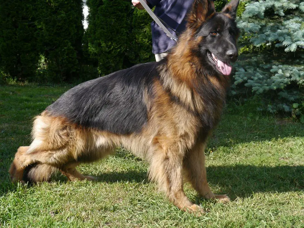 GORDON z Wilczej Alei