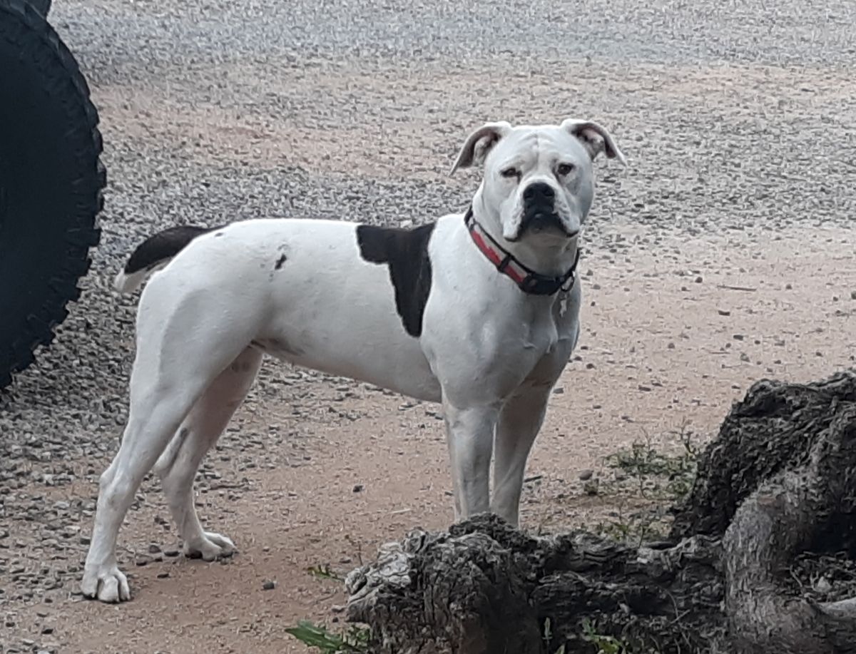 Oakie F6 Nado Of Ideal Kennels