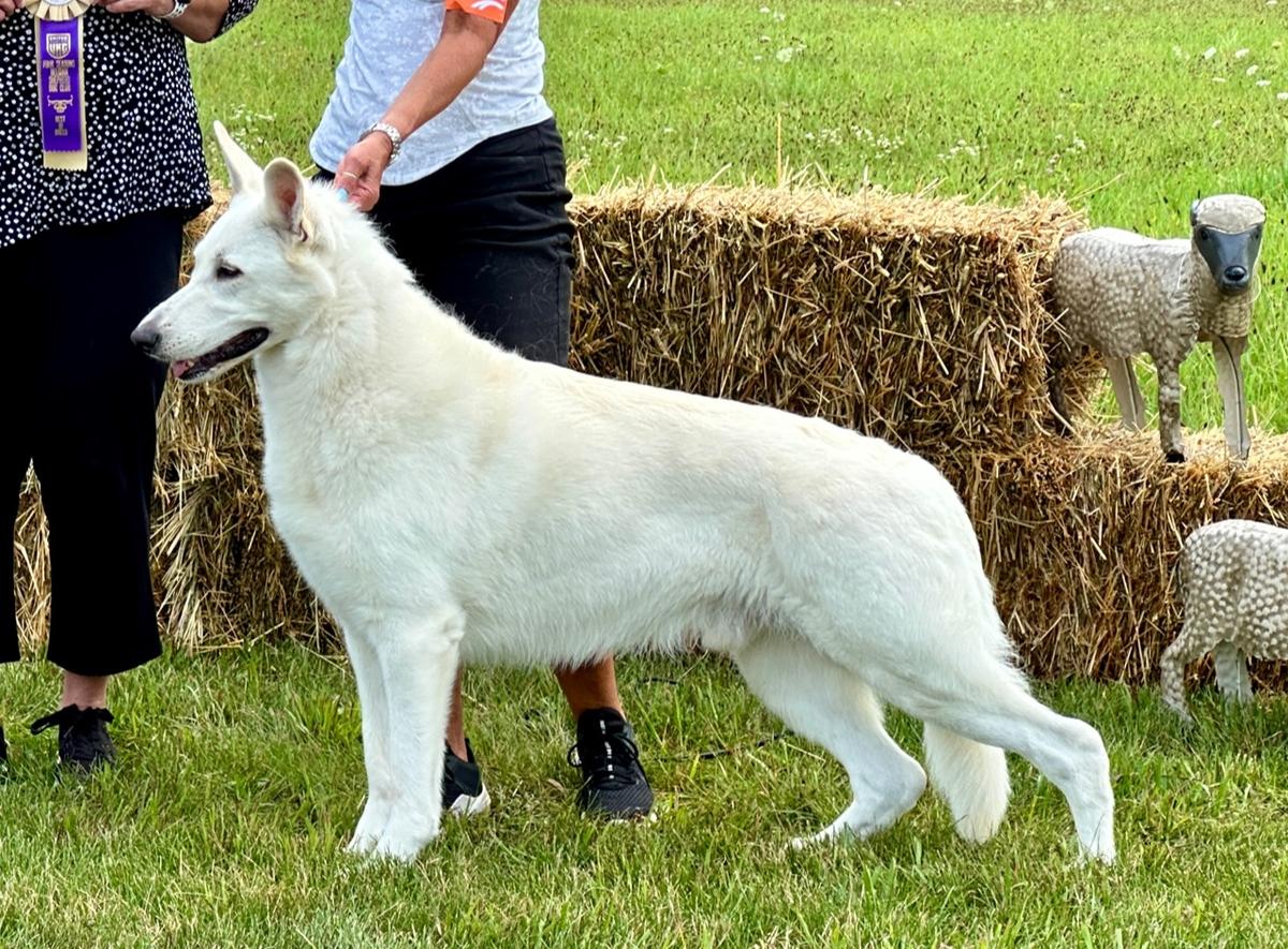 UKC GRAND CHAMPION VON TASZ FLYNN
