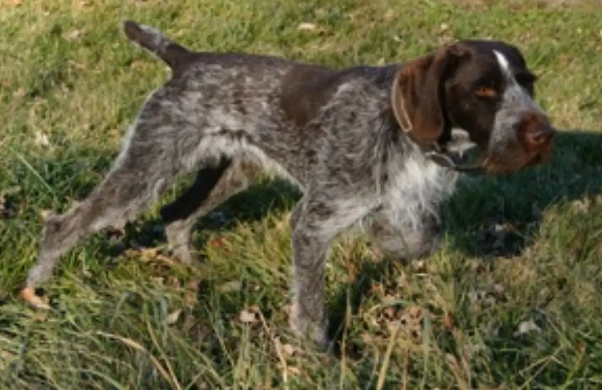 CH THUNDERHILL'S ZEKE VON STRAUSS
