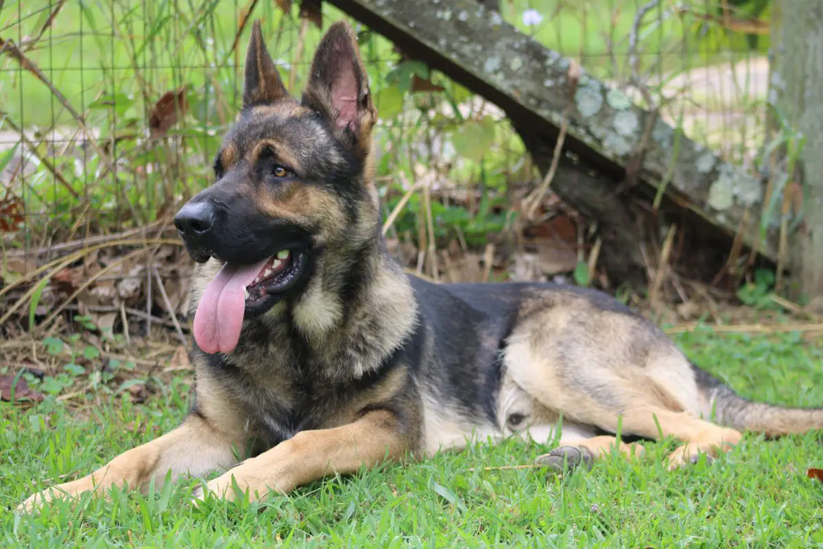 Thor Vom Haus Beschutzer