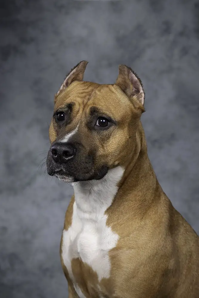 Champion RKF, Champion of RUSSIA GAV DOG SHOW GRETTA MY GRIMS