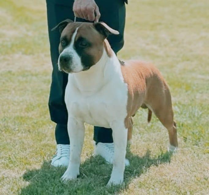 AKC Ch. De Paco XZ Tougher Than The Rest