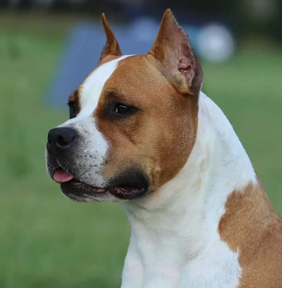 Gracie of Eagle Blend