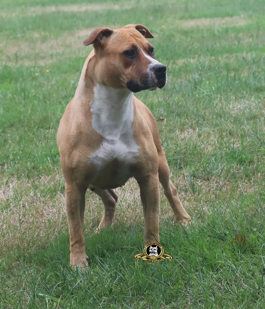 MEIN STAFFI TEEN-AGE REBEL