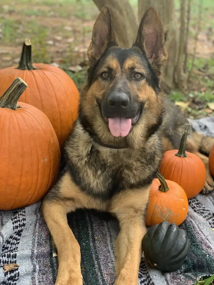 Havasu's Bellatrix Von Alford
