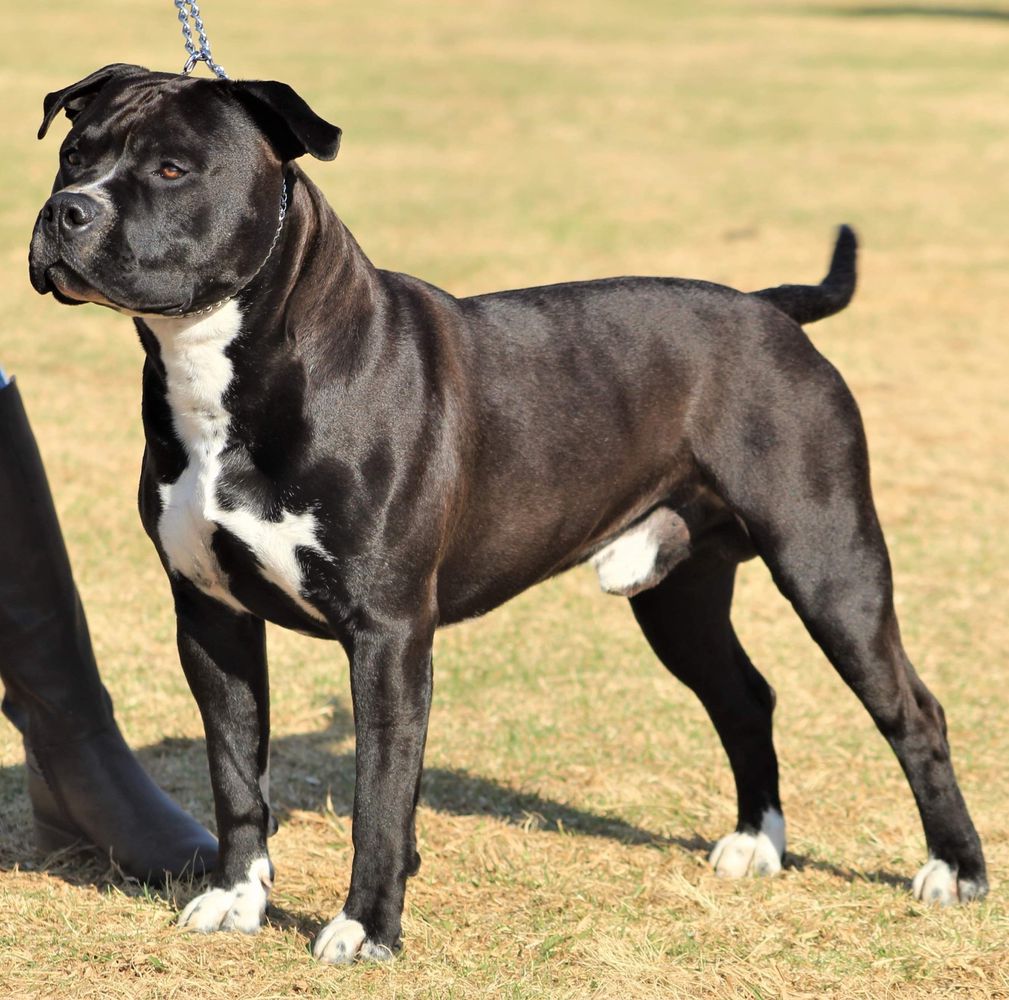 CH JM Aztrazar Legend Zorro JM