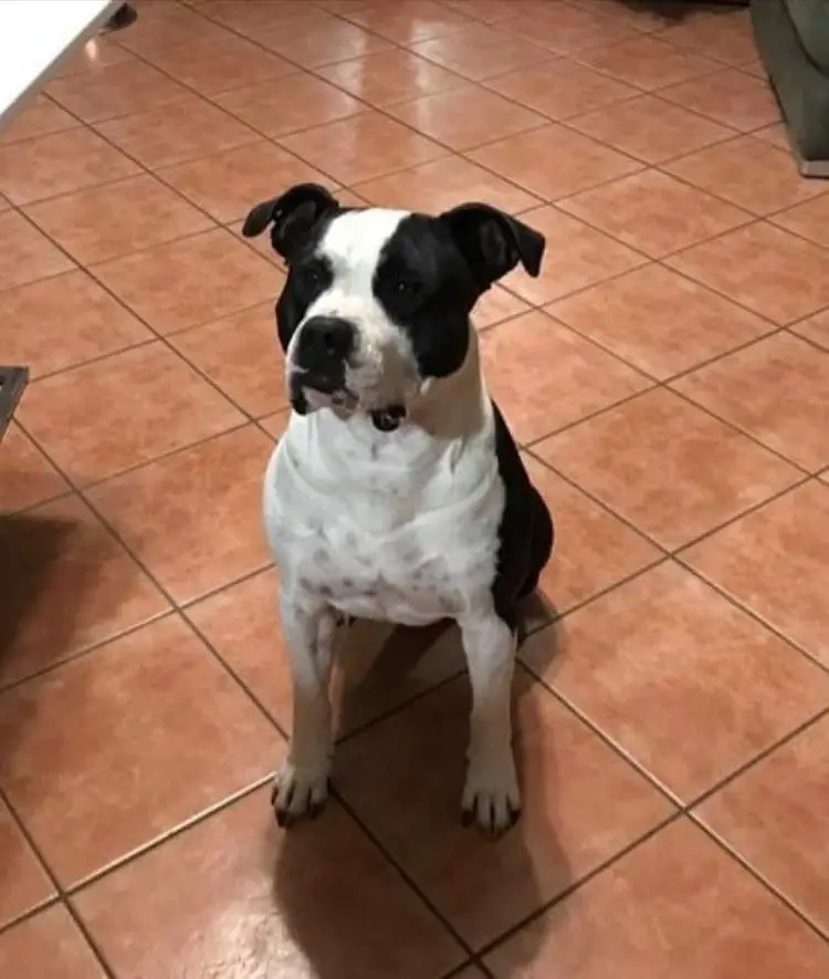 Rocco.