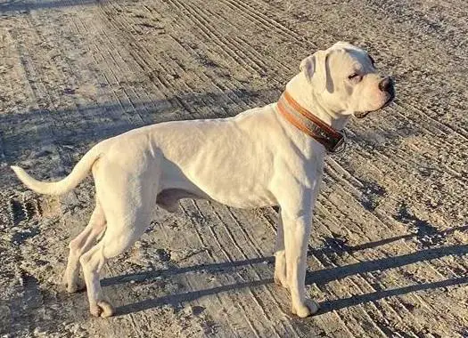 Berg's Bubba Gone Hoggin' of Vaughan’s AB