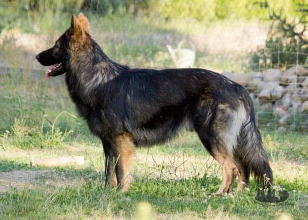 BALOTELLI z Bramogrodu