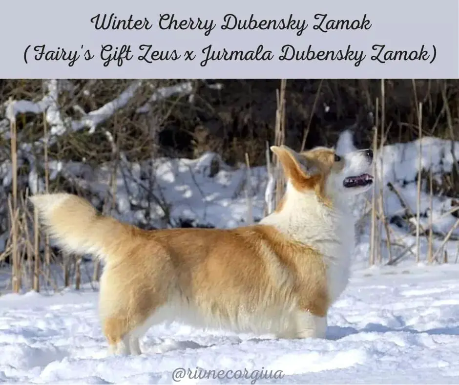 Winter Cherry Dubensky Zamok