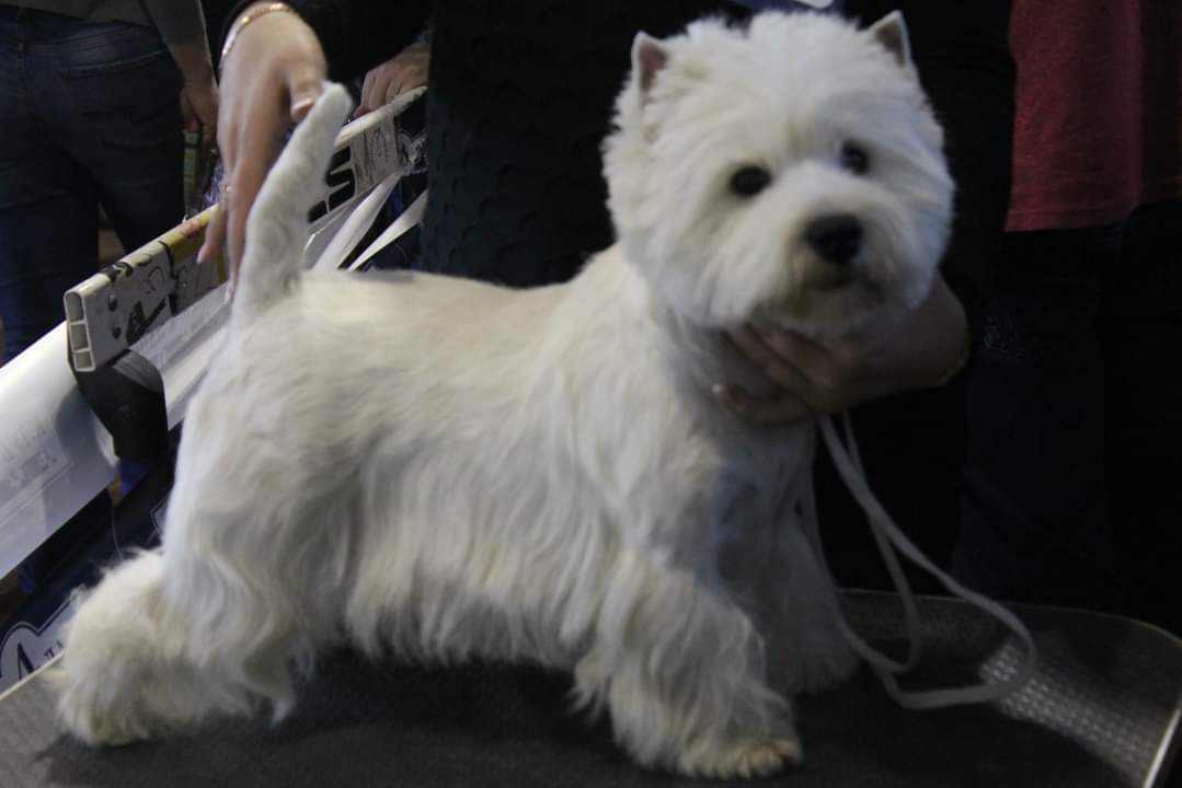 Bella Westiemania