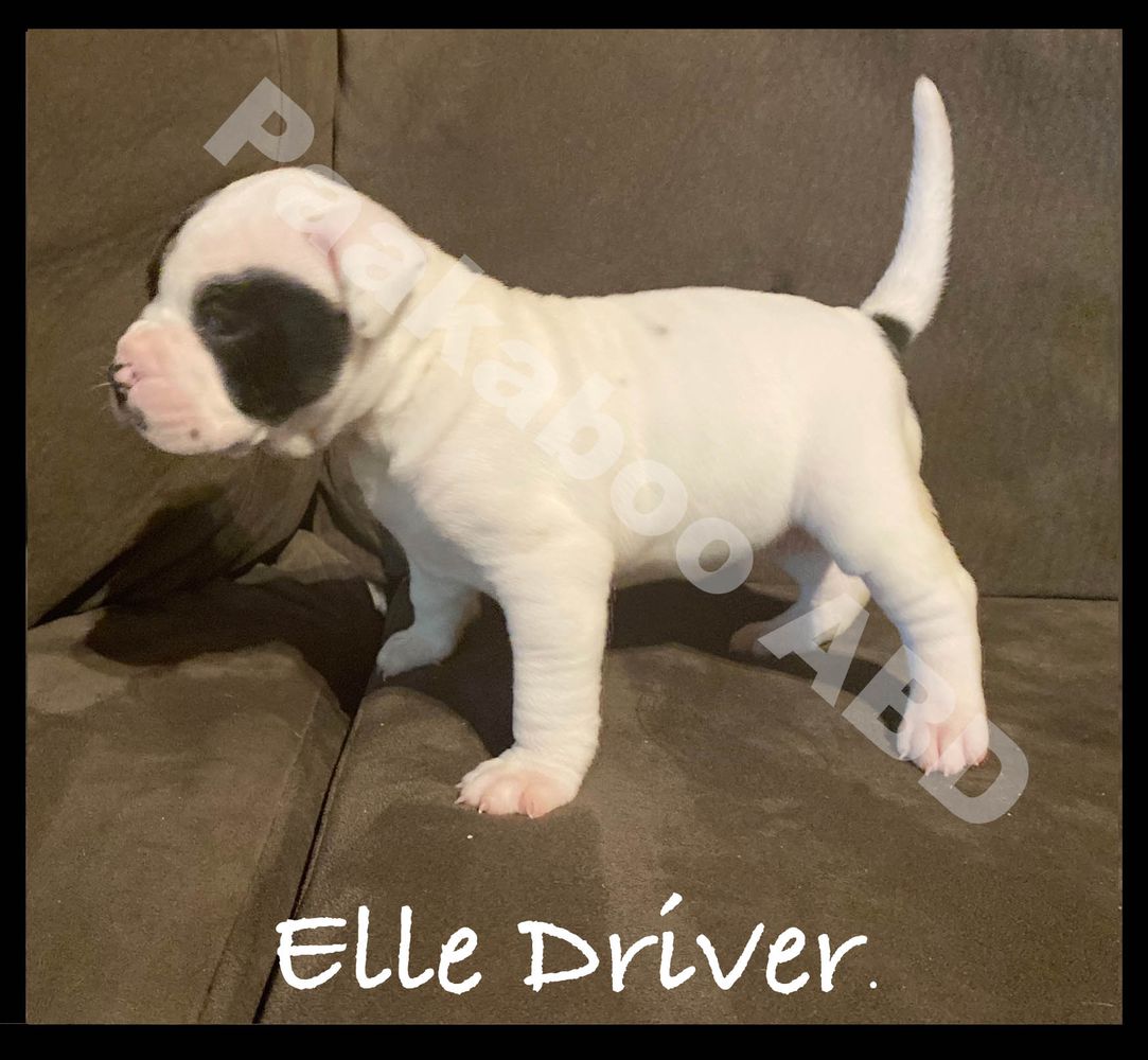 Peekaboos "Elle Driver"