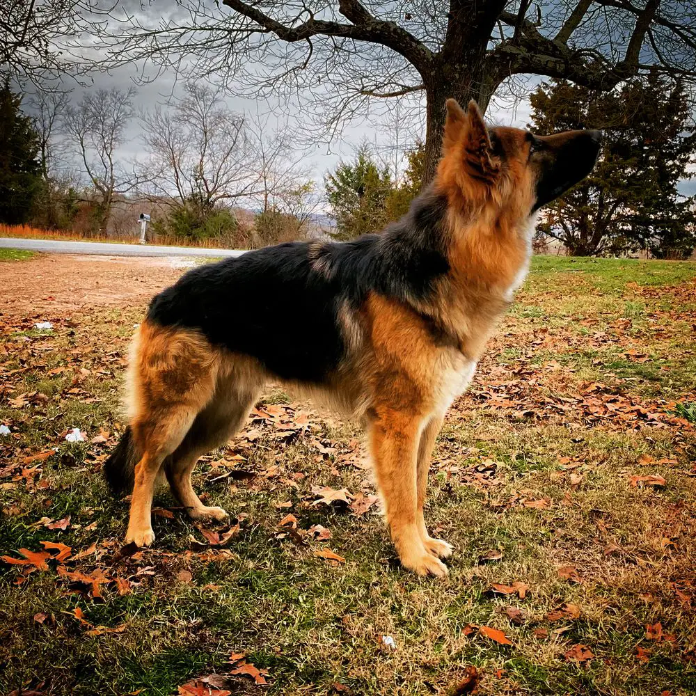 Patchworks Ruger the Price of Peace