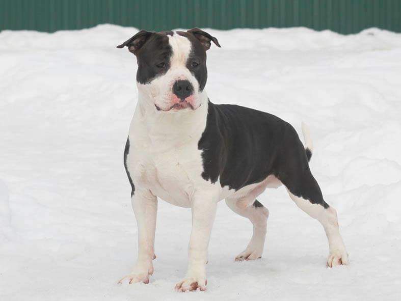 JCH RUS, T-1 ZVEZDA AMERLAND T`CINDAO PODAROK NEBES