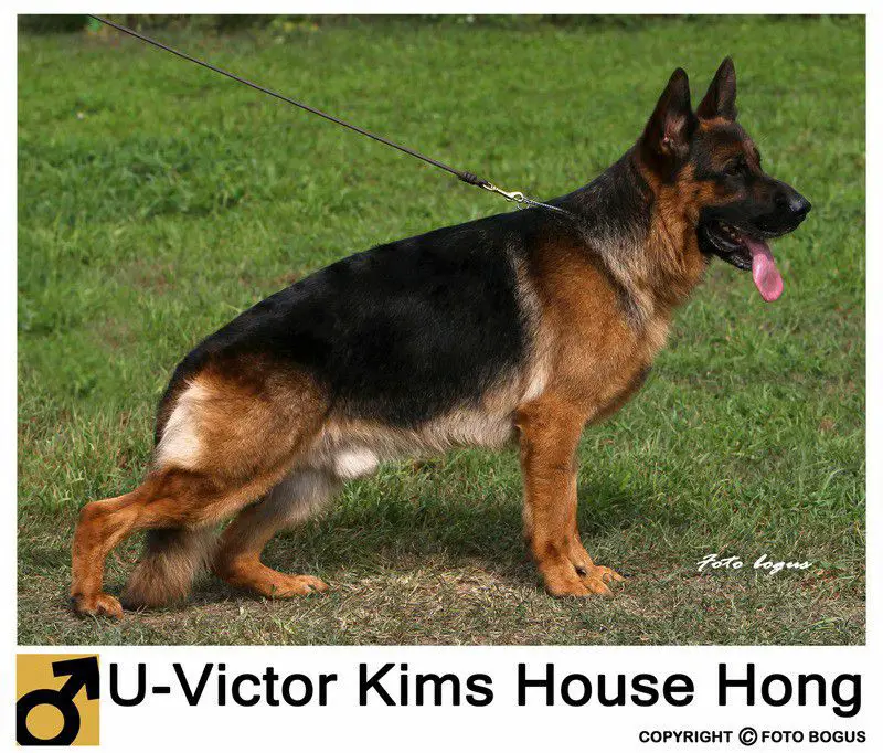 U-victor Kims vom Haus Hong