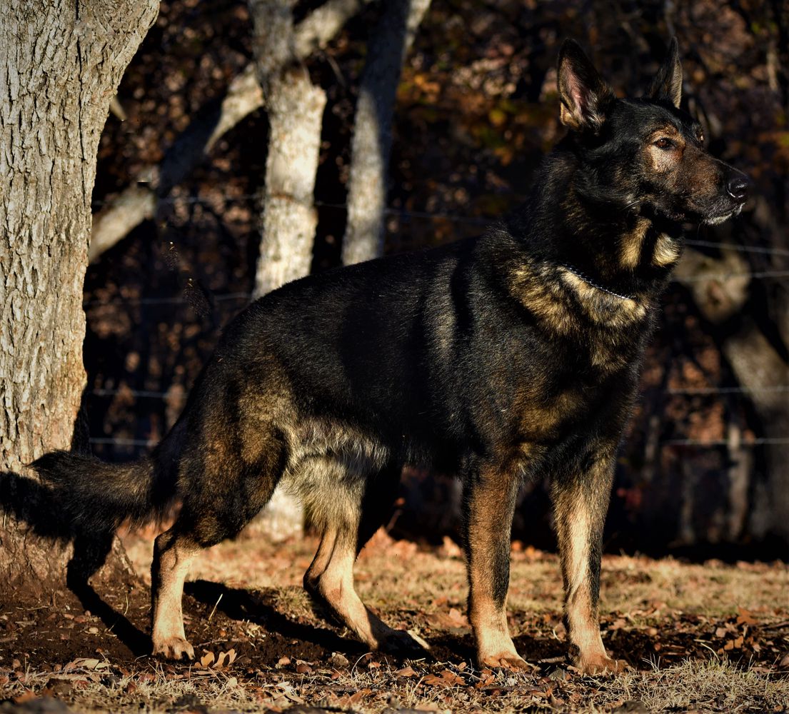 Ranger Vom Siskiyou K9