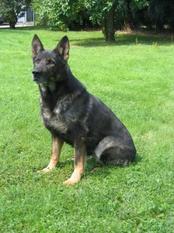 Grille vom Löwenwappen