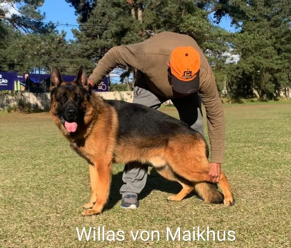 Willas von Maikhus