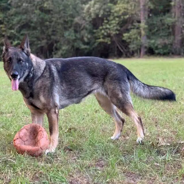 Ioreksons Heidi