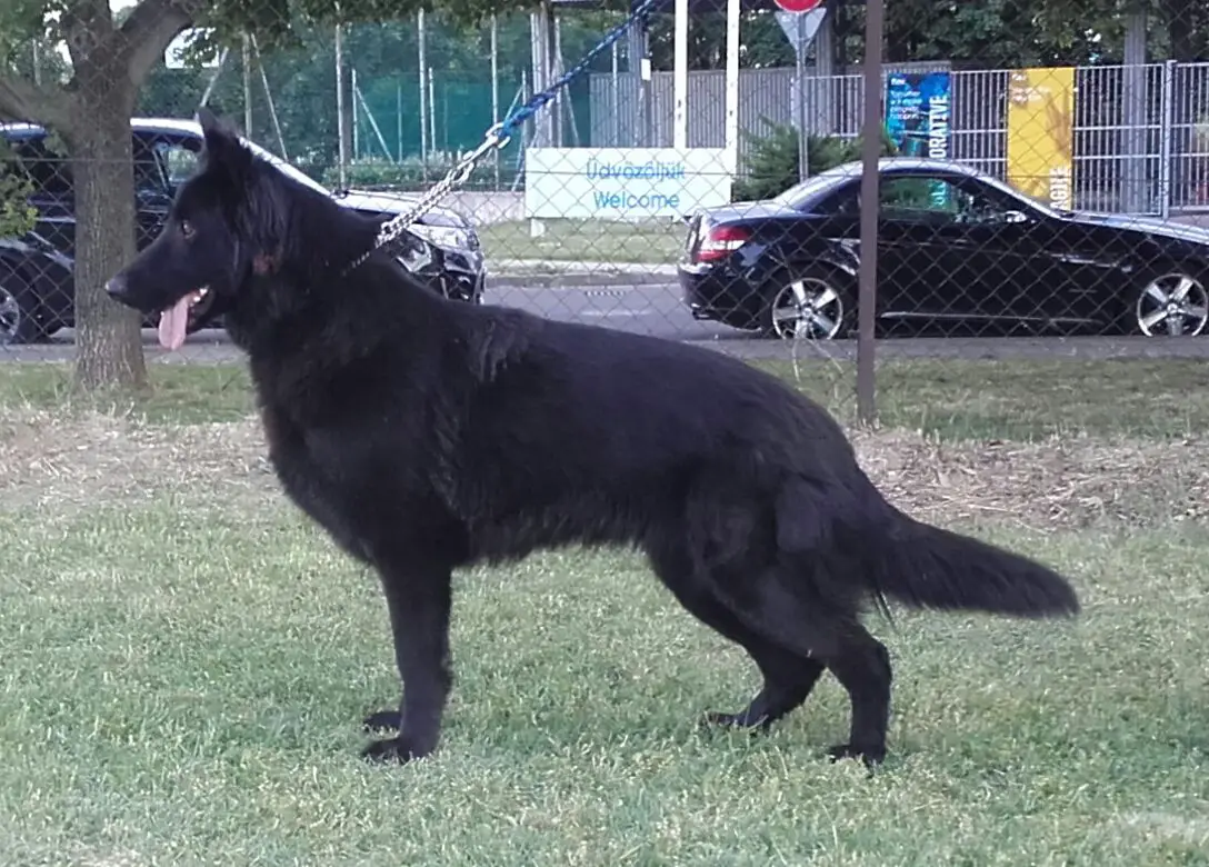 Siva GSD Of Chennor