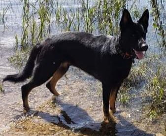 Jade Protektor Vom Wade