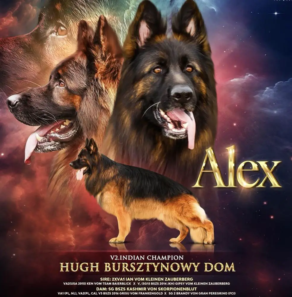 V2, IN CH, BIS Hugh bursztynowy dom