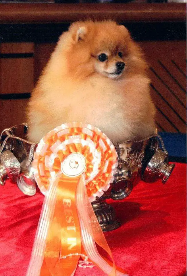 UK Ch, (ShCM) Benlease Barney Rubble