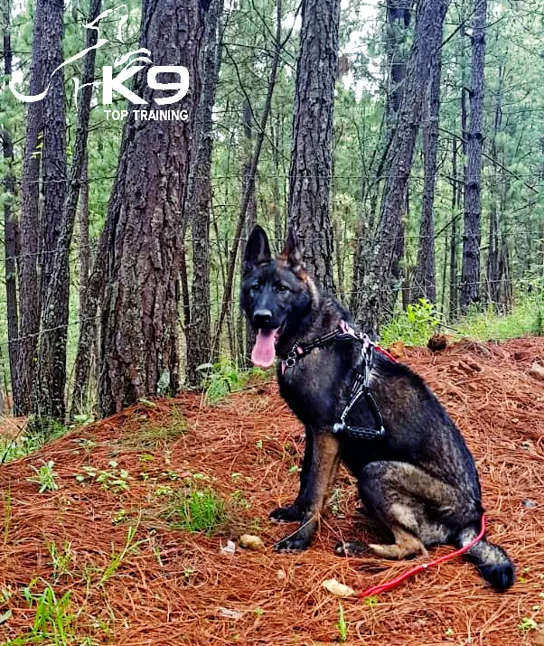 Aikys of k-9 top training