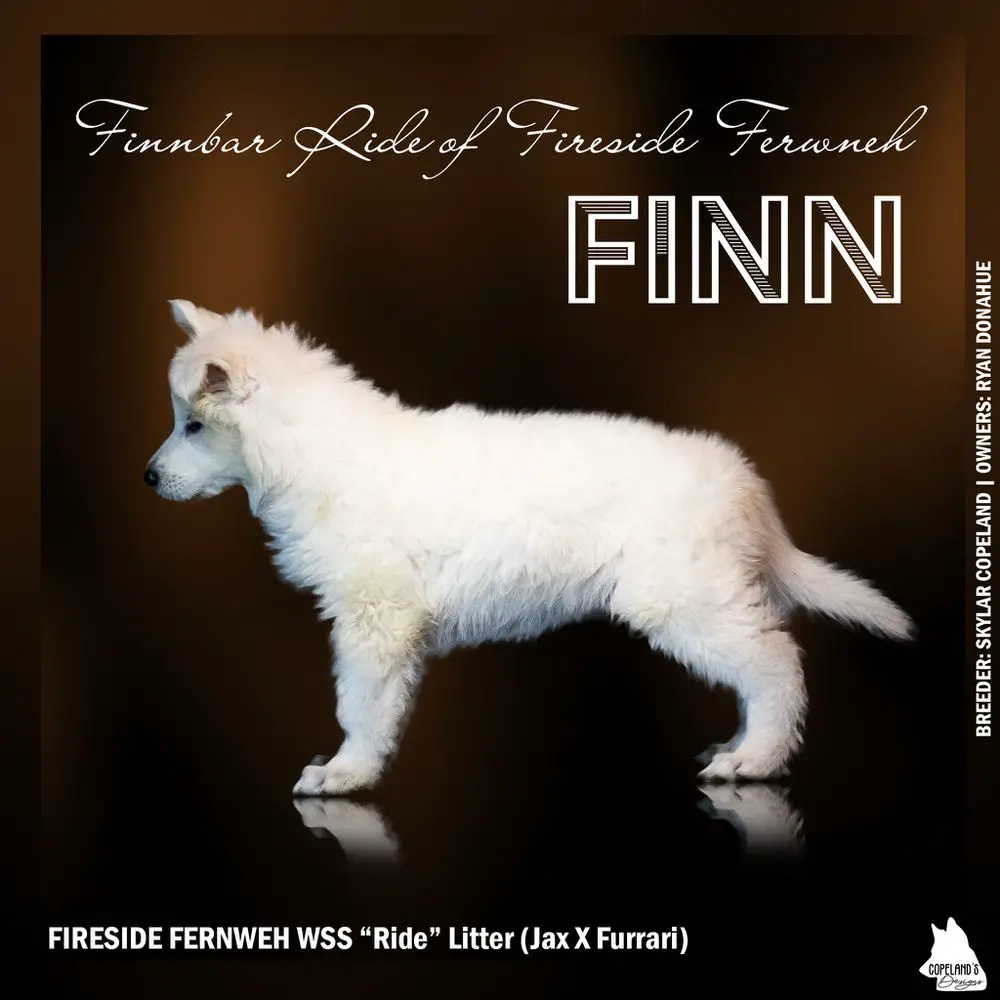 Finnbar Ride of Fireside Fernweh