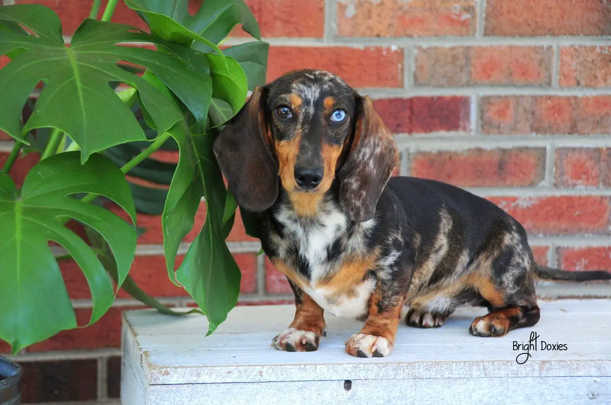 Prairiedox Bright Mount Edziza