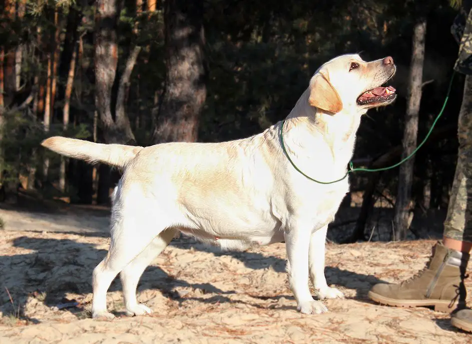 Arabian Jasmine Mascot Skif