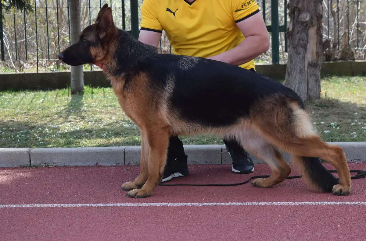 Shushana von Goppy I