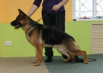 CH.RUS,CH.RKF Karolina v Sozvezdii Lun