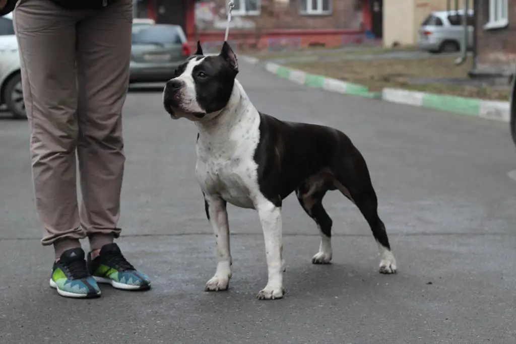 JCH RUS, JCH RKF INNER SLY FOX