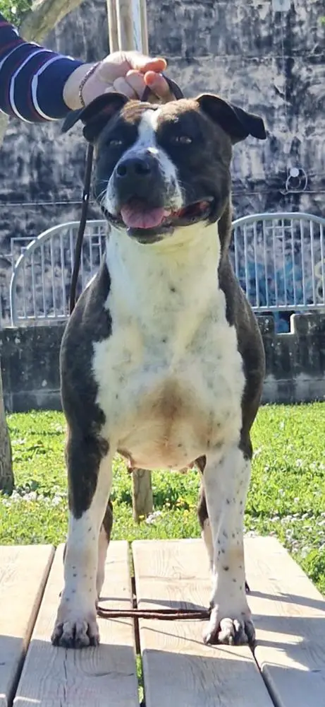 OLD DI LEMMA DADDY GALLO’S “AD”