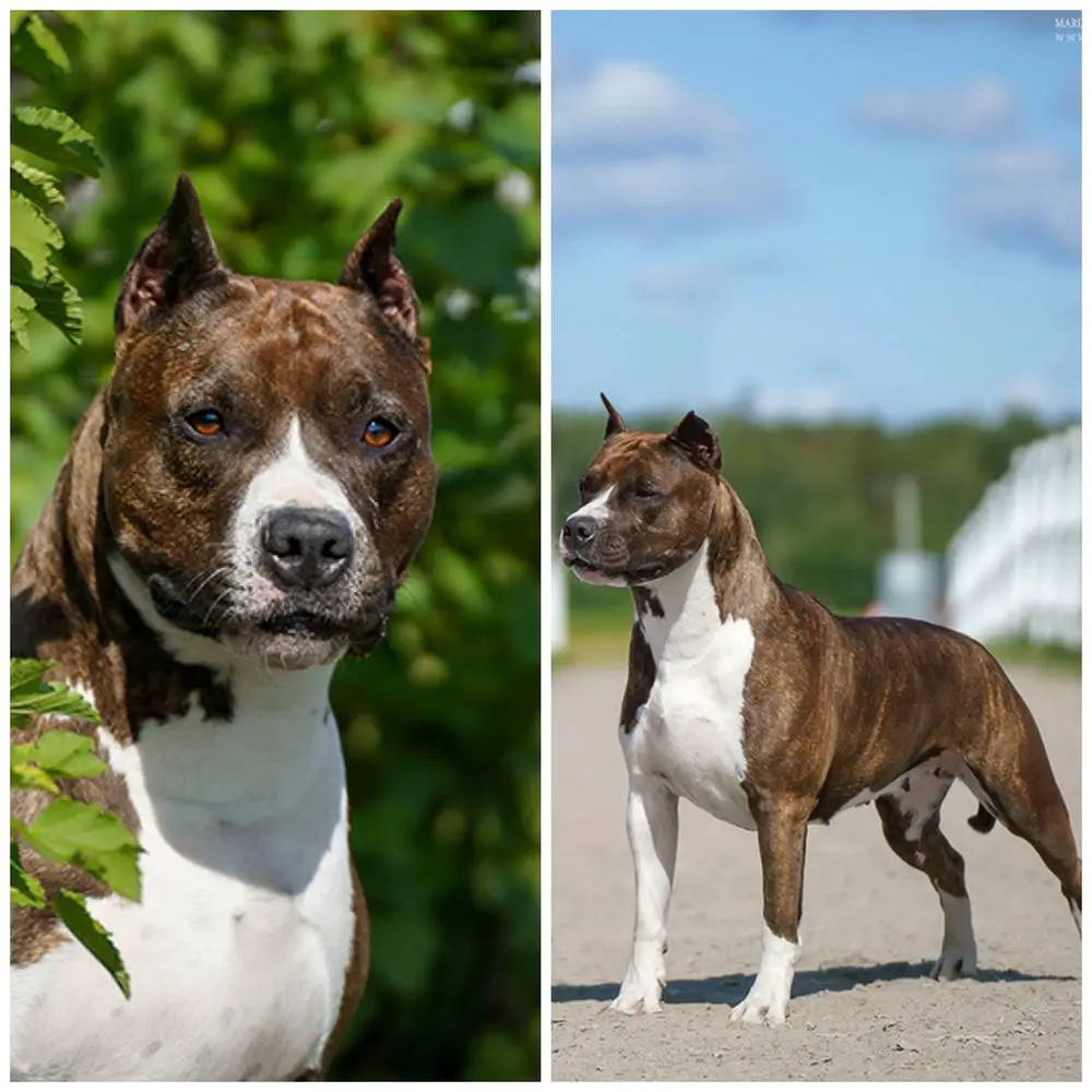 3BOB, Ch. RKF, Ch. Rus Tcenniy Prize Divine Beauty